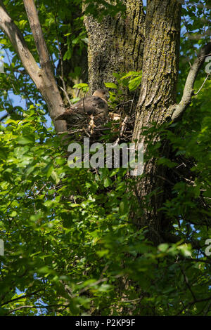 Eine weibliche Cooper Hawk im Nest in einem Park in Toronto, Ontario, Kanada. Stockfoto