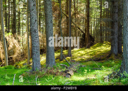 Sonnenlicht durch die Bäume erstellen dappled Licht Licht auf den Waldboden, Sutherland, Schottland. 27. Mai 2018 Stockfoto