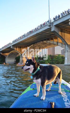 Fluss, ein Husky mix, genießt Paddle Boarding auf Marienkäfer See in Austin, Texas, während die Zuschauer warten auf den Kongress Ave Fledermäuse zu entstehen. Stockfoto