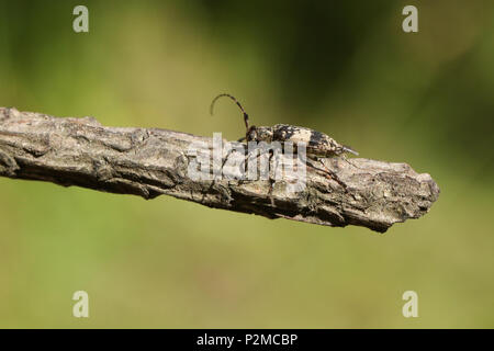 Eine hübsche Schwarze - getrübt Longhorn Beetle (Leiopus nebulosus) hocken auf einem Zweig in einem Waldgebiet Clearing. Stockfoto