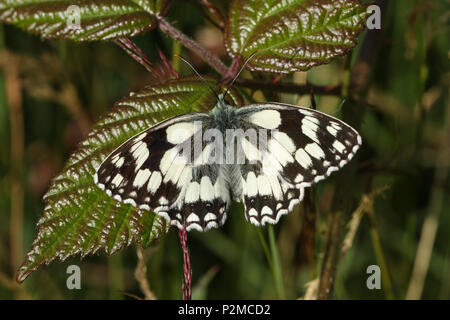 Eine atemberaubende neu entstandenen Marbled White Butterfly (Melanargia galathea) ruht auf einem dornbusch Blatt. Stockfoto