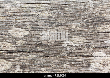 Nahaufnahme eines alten, Sonne gebleicht Holzbrett mit Patches von Flechte Stockfoto