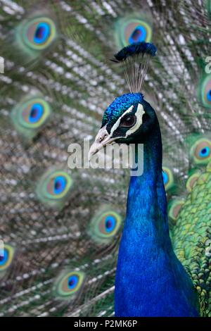 Kopf geschossen von einem Pfau mit den Schwanzfedern aufgefächert Stockfoto