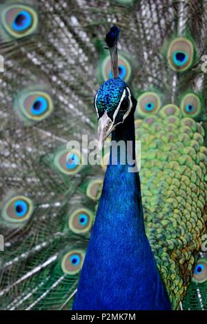 Kopf geschossen von einem Pfau mit den Schwanzfedern aufgefächert Stockfoto