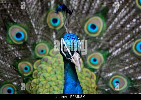 Kopf geschossen von einem Pfau mit den Schwanzfedern aufgefächert Stockfoto