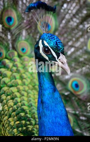 Kopf geschossen von einem Pfau mit den Schwanzfedern aufgefächert Stockfoto