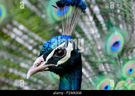 Kopf geschossen von einem Pfau mit den Schwanzfedern aufgefächert Stockfoto