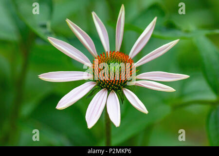 Ein schönes Bild von einem weißen Östlichen Sonnenhut, Echinacea purpurea Alba Stockfoto