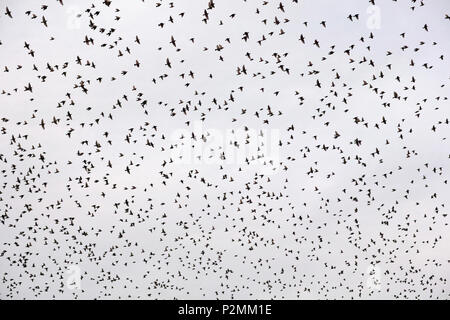 Eine Herde von gemeinsamen Stare im Flug Stockfoto