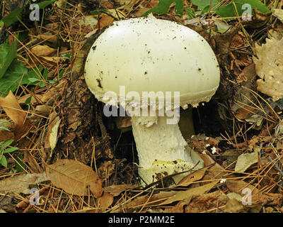 Das Muster des Europäischen weiße ei Pilz Stockfoto