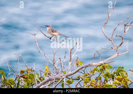 Karibik, Kleine Antillen, St. Vincent und die Grenadinen, Mayreau Island, Salt Whistle Bay, Mimus gilvus Stockfoto