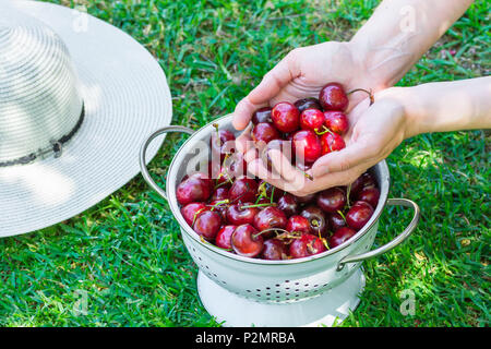 Junge kaukasier Frau hält Handvoll frisch gepflückte Kirschen in White Metal Sieb auf grünem Gras im Garten. Sommer Ernte Vitami Stockfoto