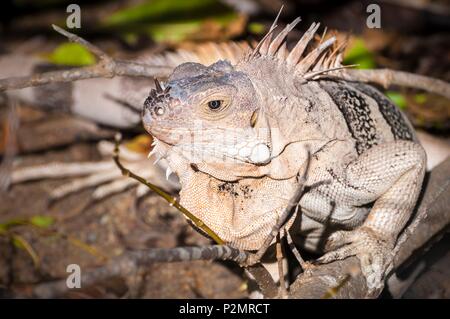 Karibik, Kleine Antillen, St. Vincent und die Grenadinen, Baradal Insel, Tobago Cays, Grüner Leguan oder gemeinsamen Leguan (Iguana iguana) Stockfoto