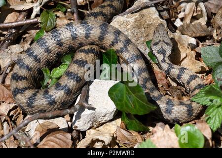 Frankreich, Doubs, der aspik Viper Vipera aspis, Wach Auf in den Frühling Stockfoto