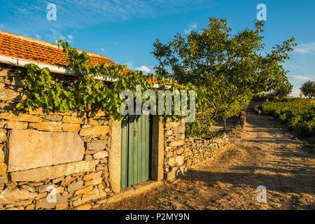 Portugal, Region Nord, Douro Tal, ein UNESCO Weltkulturerbe, Tabuaço Stockfoto