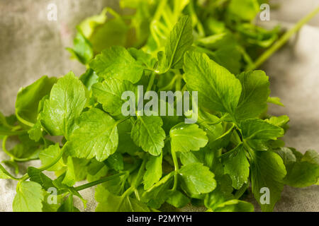 Raw Green Organic Dropwort Kraut bereit zu Essen Stockfoto