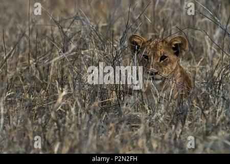 Kenia Tsavo Ost Nationalpark, Lion Cub (Panthera leo) versteckt im Gras in der Dämmerung Stockfoto