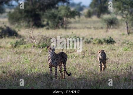 Kenia Tsavo Ost Nationalpark, zwei Geparden (Acinonyx jubatus) waliking in der Savanne Stockfoto