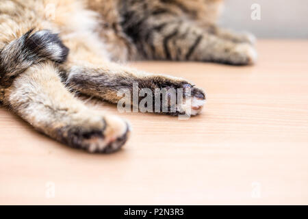 Nett schön lustig Katze zu Hause Stockfoto