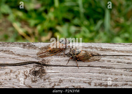 Zwei erwachsene Zikaden Tibicina haematodes mit orange Adern auf den Flügeln Stockfoto
