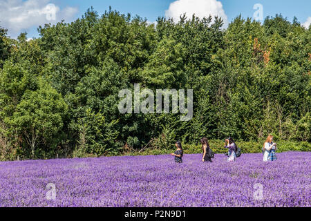 Besucher bei Mayfield Lavendelfelder North Surrey Downs UK Stockfoto