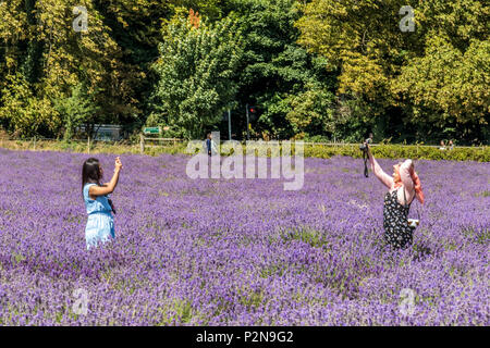 Besucher bei Mayfield Lavendelfelder North Surrey Downs UK Stockfoto