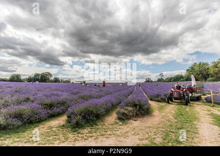 Besucher bei Mayfield Lavendelfelder North Surrey Downs UK Stockfoto