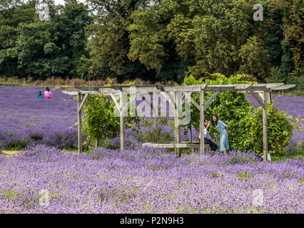 Besucher bei Mayfield Lavendelfelder North Surrey Downs UK Stockfoto