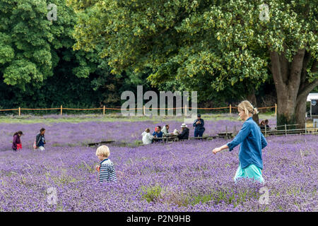 Besucher bei Mayfield Lavendelfelder North Surrey Downs UK Stockfoto