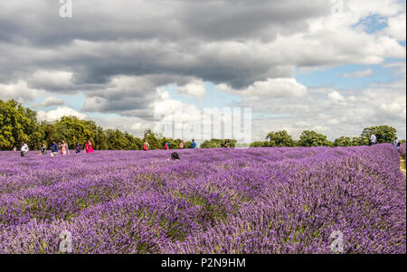 Besucher bei Mayfield Lavendelfelder North Surrey Downs UK Stockfoto