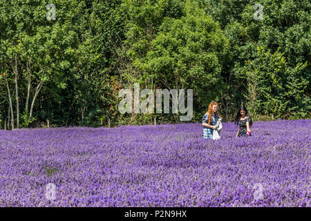 Besucher bei Mayfield Lavendelfelder North Surrey Downs UK Stockfoto