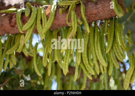 Nahaufnahme eines Bündels von johannisbrot Früchte hängen von dem Baum. Stockfoto