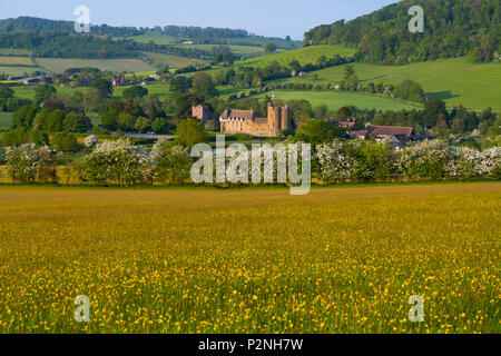 Buttercup Wiese vor stokesay Schloss, in der Nähe von Craven Arms, Shropshire. Stockfoto