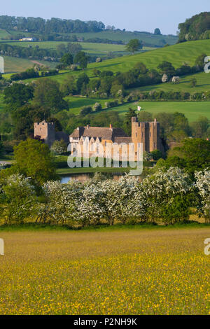 Buttercup Wiese vor stokesay Schloss, in der Nähe von Craven Arms, Shropshire. Stockfoto