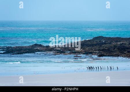 Falklandinseln, Freiwilligen, zu Fuß zum Meer, Spheniscus magellanicus, Magellan-pinguine Stockfoto