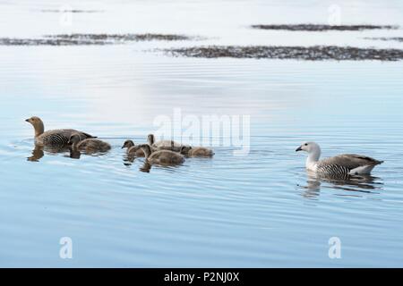 Falklandinseln, Pebble Island, Schwimmen in einem See, Chloephaga picta, Hochland, Gänse Familie Stockfoto