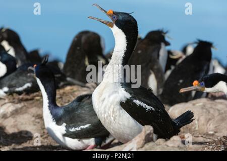 Falklandinseln, Pebble Island, atriceps Leucocarbo, eine Kolonie von Imperial krähenscharben Stockfoto