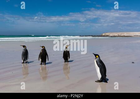 Falklandinseln, Volunteer Point, Wandern auf freiwilliger Point Beach, Aptenodytes patagonica, vier Königspinguine Stockfoto