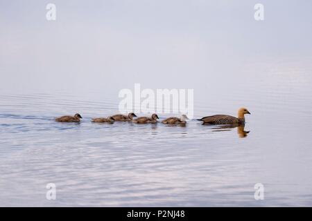 Falklandinseln, Pebble Island, Schwimmen in einem See, Chloephaga picta, Hochland, Gänse Familie Stockfoto