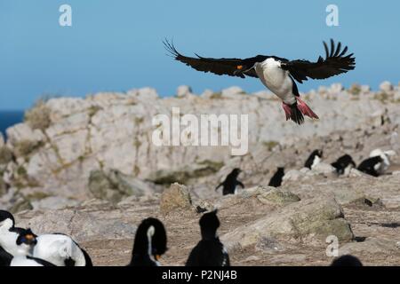 Falklandinseln, Pebble Island, Landung, atriceps Leucocarbo, einen Kaiserlichen shag Stockfoto