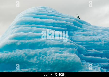 Norwegen, Svalbard, Spitzbergen, Liefdefjorden, Monaco Gletscher, Glaucous Möwe (Larus hyperboreus) auf einem Eisberg Stockfoto