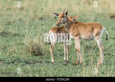 Kenia, Masai-Mara Game Reserve, hartebeest (Alcephalus bucephalus cokiI), Jungen Stockfoto