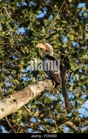 Südafrika, Sabi Sand Private Game Reserve, yellow-billed Hornbill (Tockus flavirostris) Stockfoto