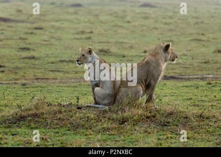 Kenia, Masai-Mara Game Reserve, Löwe (Panthera leo), immatures nach dem Regen Stockfoto