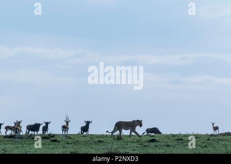 Kenia, Masai-Mara Game Reserve, Löwe (Panthera leo), Frauen in der Morgendämmerung Stockfoto