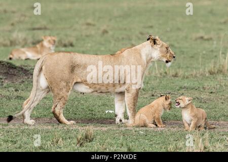 Kenia, Masai-Mara Game Reserve, Löwe (Panthera leo), Löwin mit ihren Jungen 4/5 Wochen alt Stockfoto