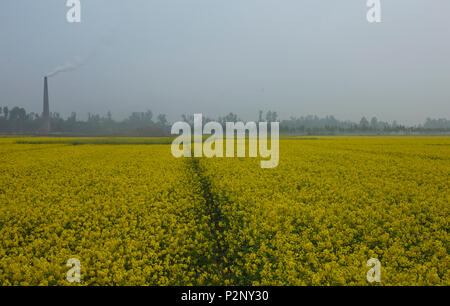 Ein Schornstein eines brickfield neben einem Senf Feld an Chalan Beel in Natore Rauch, die Bedrohung der Umwelt und in hohem Maße verantwortlich für die globale Stockfoto