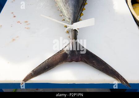 Frankreich, Herault, Sete, Ankunft der gefangenen Thunfisch an der Langleine Stockfoto