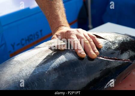 Frankreich, Herault, Sete, Ankunft der gefangenen Thunfisch an der Langleine Stockfoto