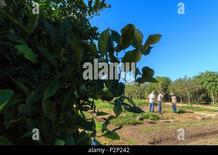 Südafrika, Western Cape, Gärtner in die Domäne der Babylonstoren, auf der Weinstraße, in die Winelands, in der Nähe von Stellenbosch Stockfoto